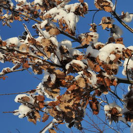 Découvrez les paysages Combs-la-Villais, en 2010 et début 2017, vêtus de neige.