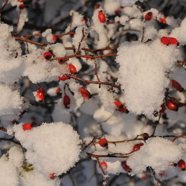 Découvrez les paysages Combs-la-Villais, en 2010 et début 2017, vêtus de neige.