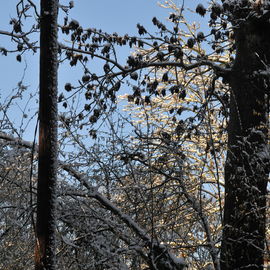 Découvrez les paysages Combs-la-Villais, en 2010 et début 2017, vêtus de neige.