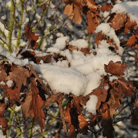 Découvrez les paysages Combs-la-Villais, en 2010 et début 2017, vêtus de neige.