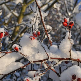 Découvrez les paysages Combs-la-Villais, en 2010 et début 2017, vêtus de neige.